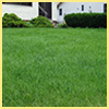 lawn fertilization